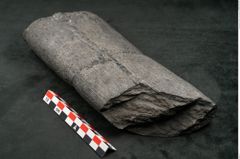 Foto (Seitenansicht) von Calamites communis Ettingshausen (NHMW-GEO-2024-0188-10969)
